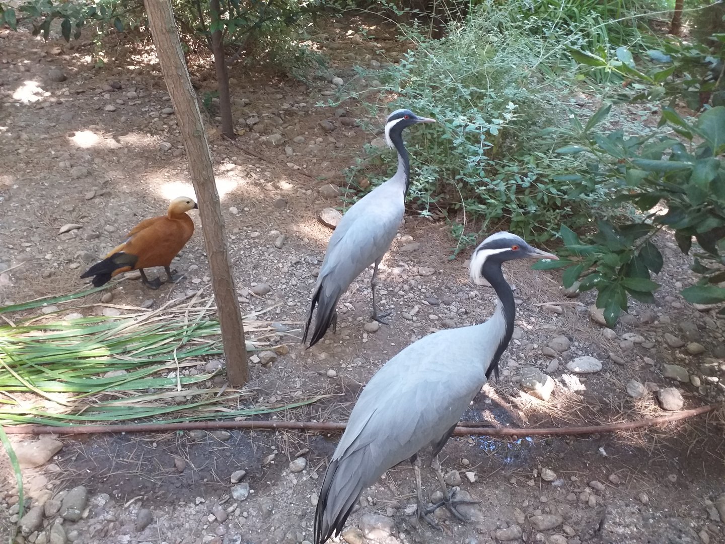 Demoiselle crane and Ruddy shelduck -Sendaviva (2020)