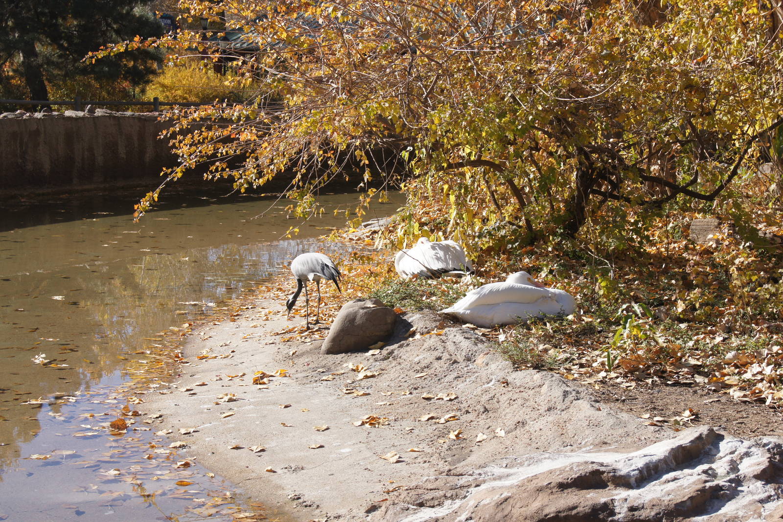 Demoiselle Crane and White Pelican