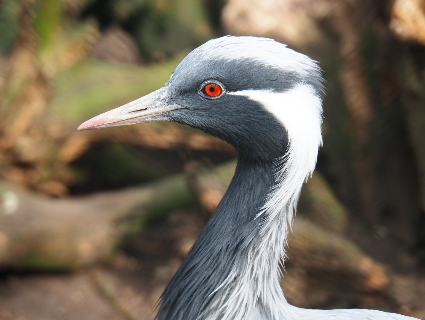 Demoiselle crane (Anthropoides virgo), 2019-04-06