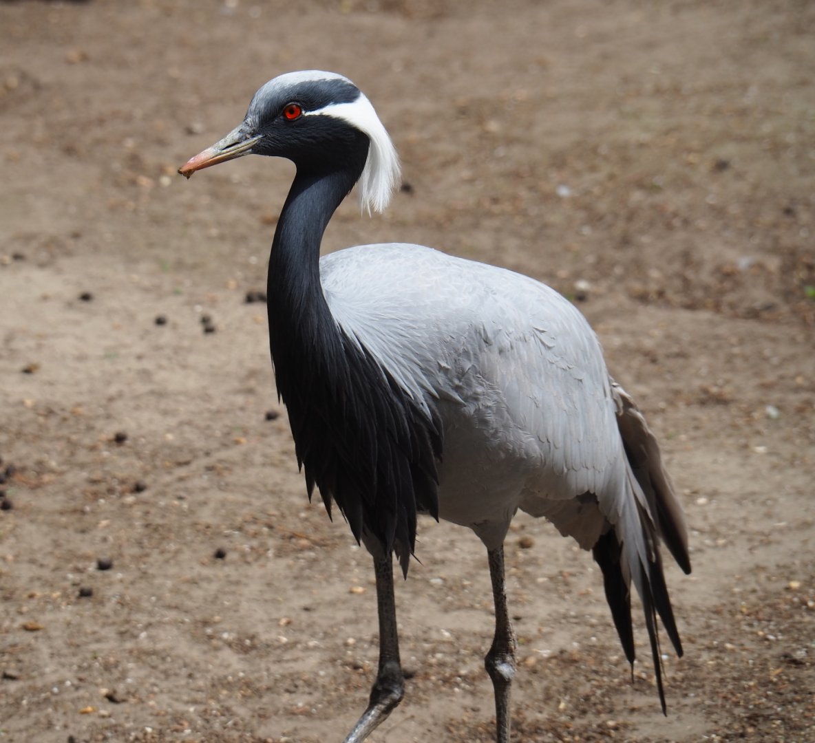 Demoiselle crane (Anthropoides virgo), 2019-05-25