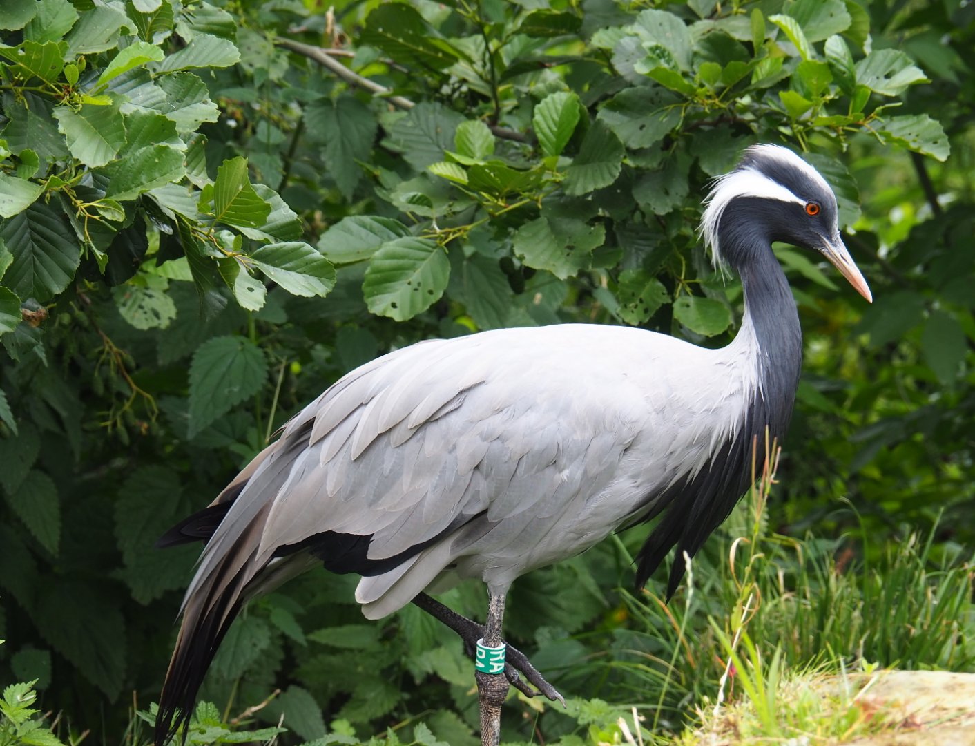 Demoiselle crane (Anthropoides virgo), 2019-07-21