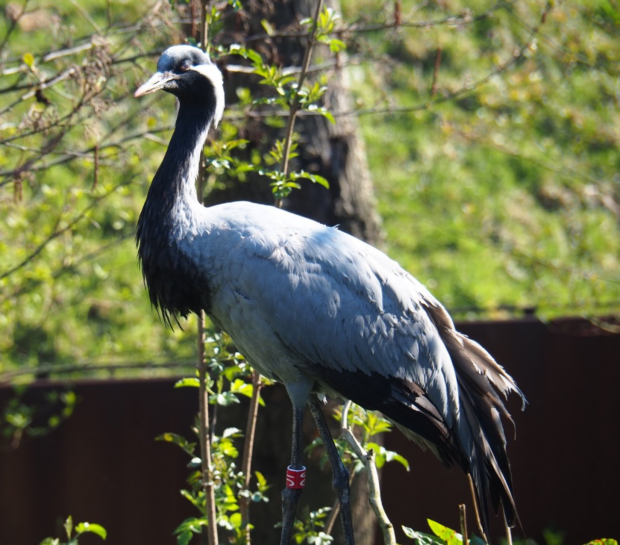 Demoiselle crane (Anthropoides virgo), 2019-30-30