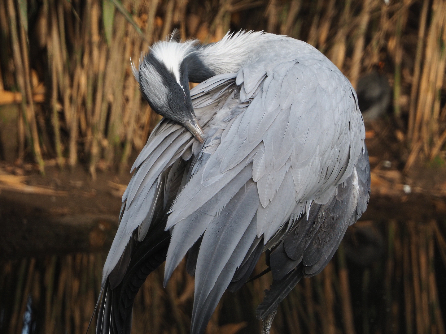 Demoiselle crane (Anthropoides virgo), 2020-01-11