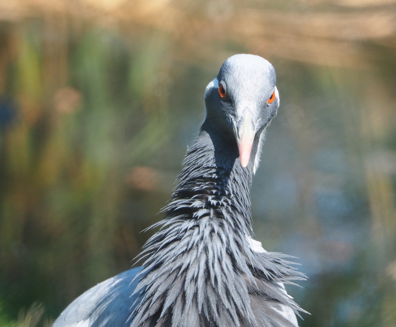 Demoiselle crane (Anthropoides virgo), 2020-09-16
