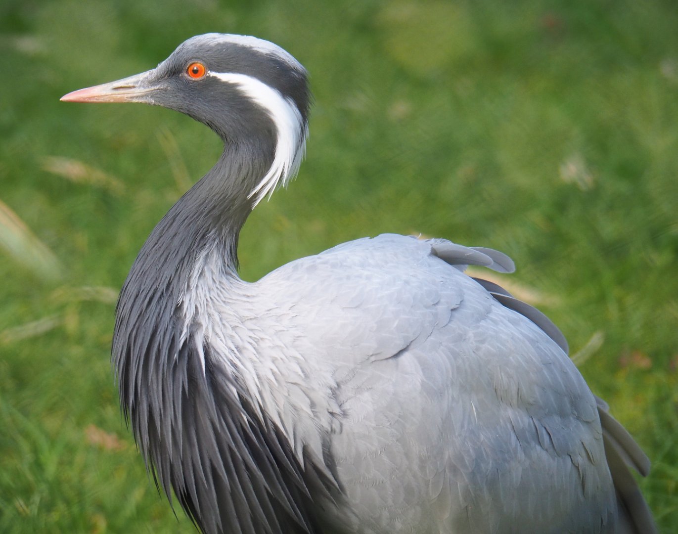 Demoiselle crane (Anthropoides virgo), 2021-02-23