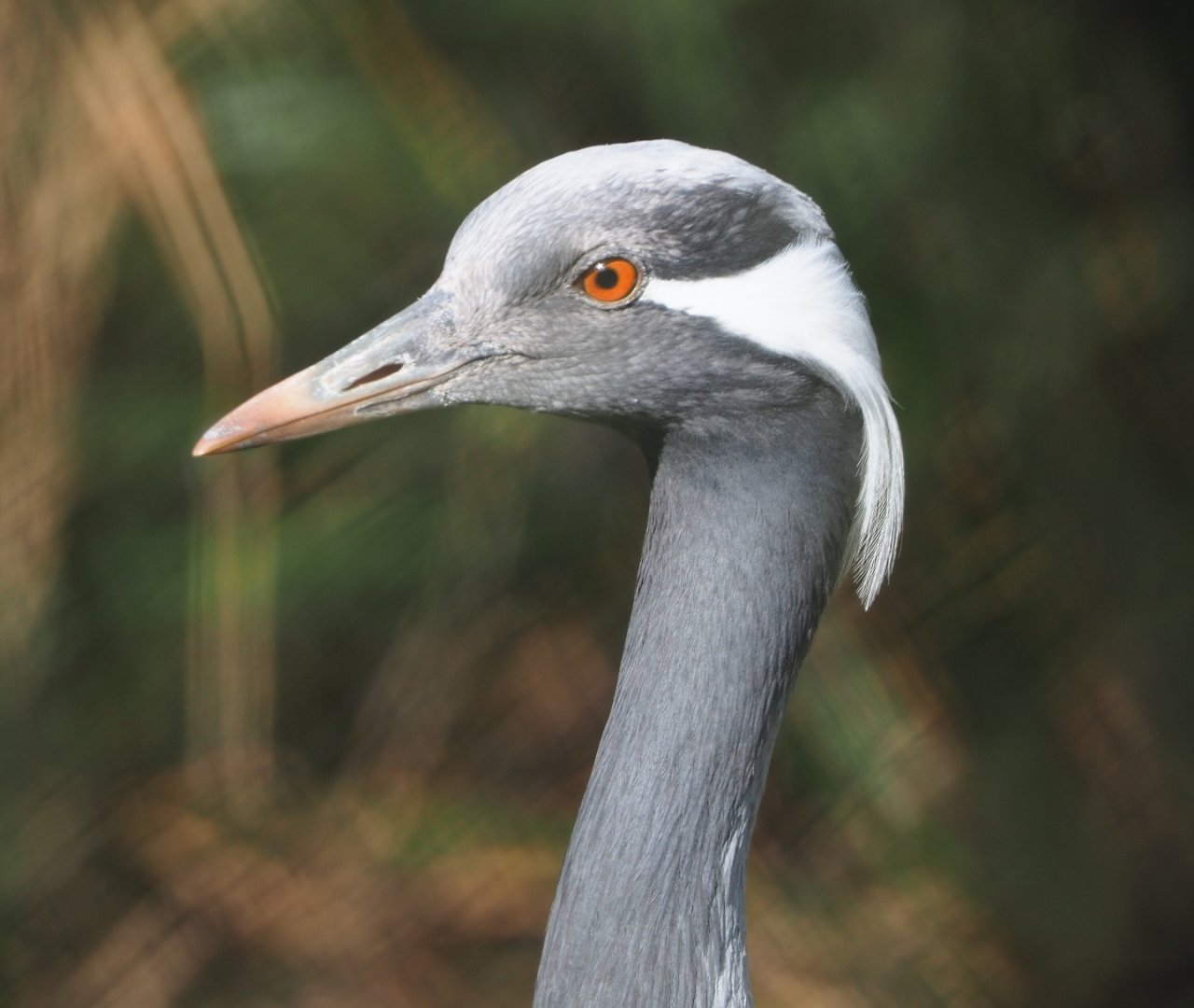 Demoiselle crane (Anthropoides virgo), 2021-02-23