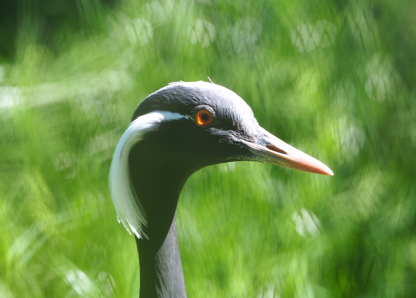 Demoiselle crane (Anthropoides virgo), 2021-06-01