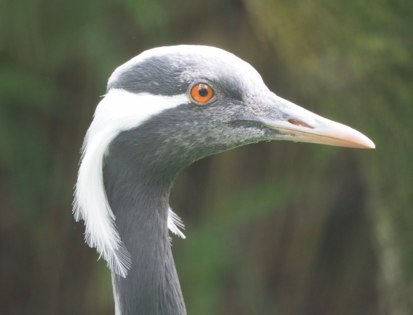 Demoiselle crane (Anthropoides virgo), 2021-07-03