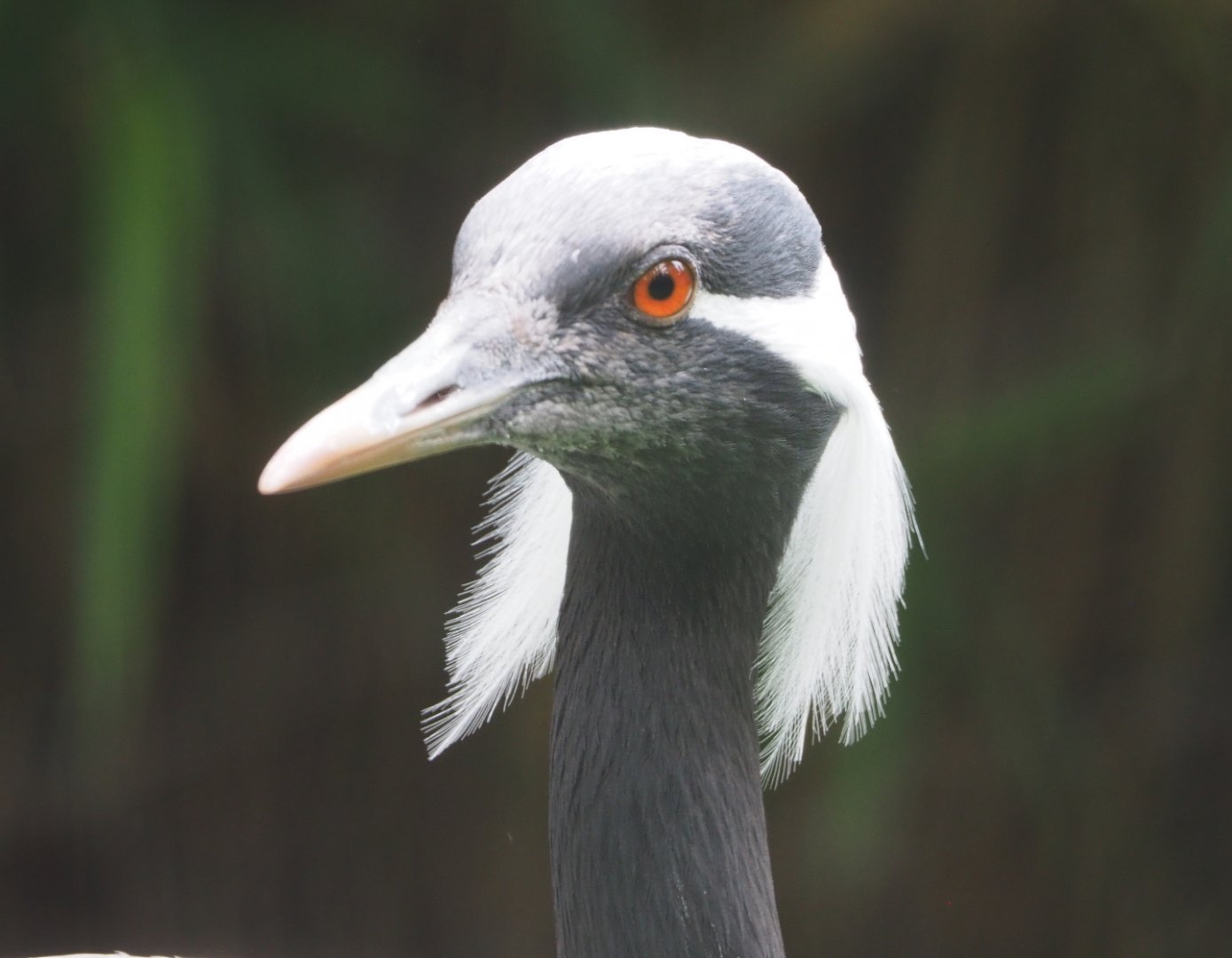 Demoiselle crane (Anthropoides virgo), 2021-07-03