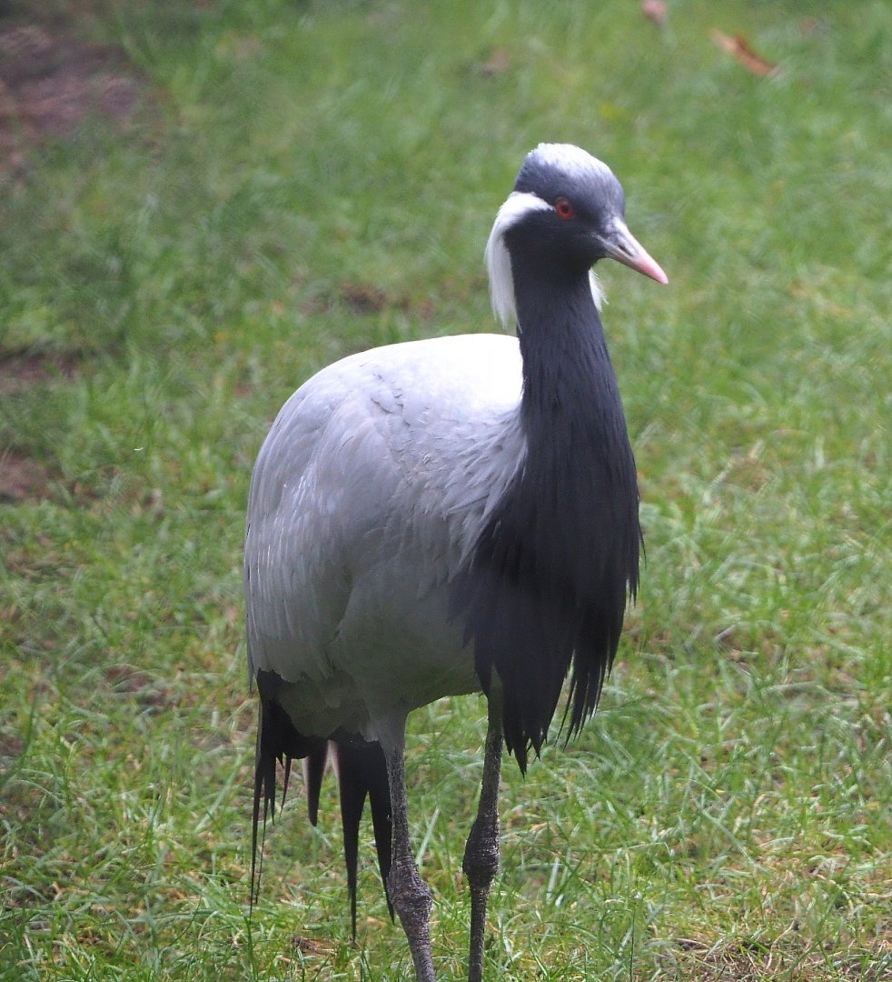 Demoiselle crane (Anthropoides virgo), 2021-10-10