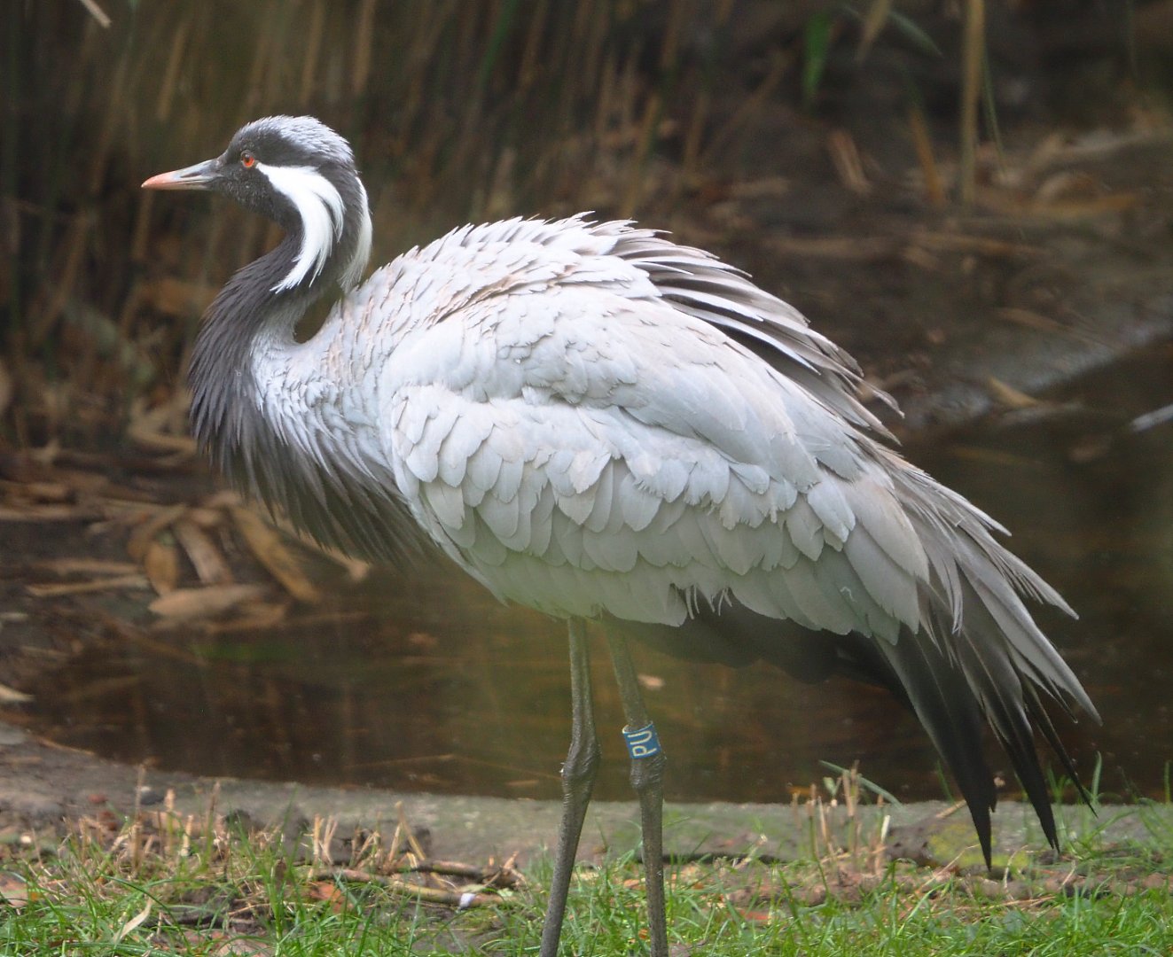 Demoiselle crane (Anthropoides virgo), 2021-11-06