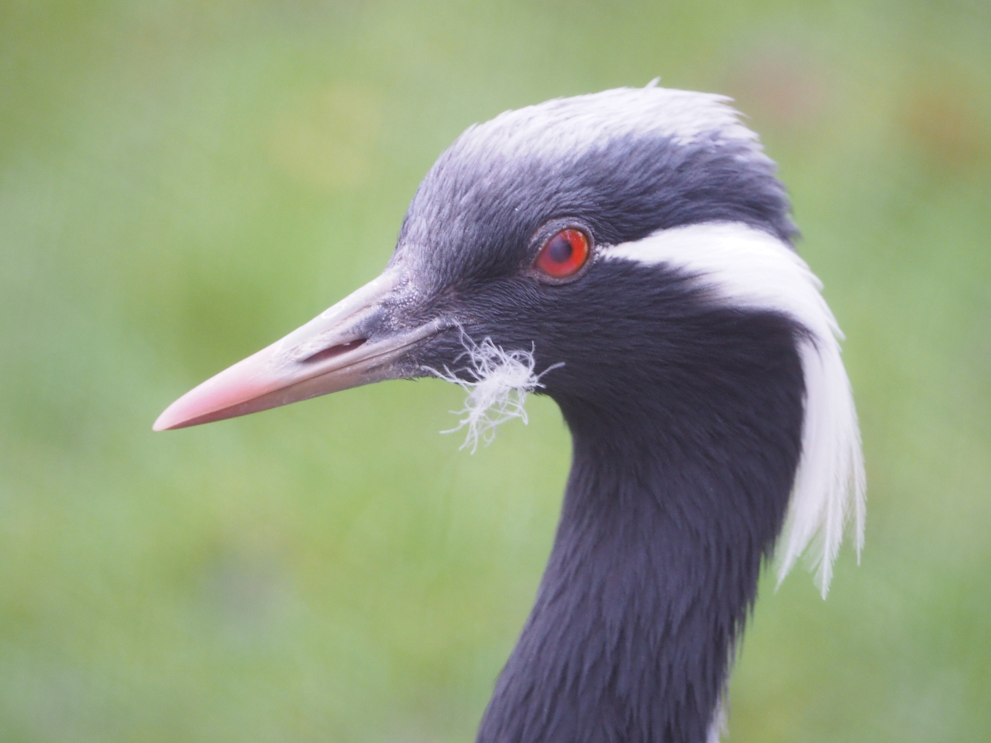 Demoiselle crane (Anthropoides virgo), 2021-11-23
