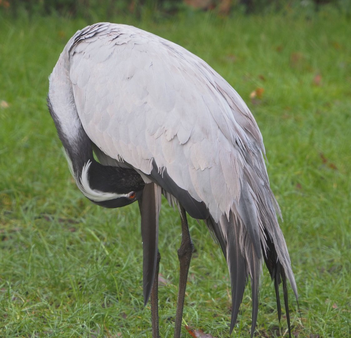 Demoiselle crane (Anthropoides virgo), 2021-12-07