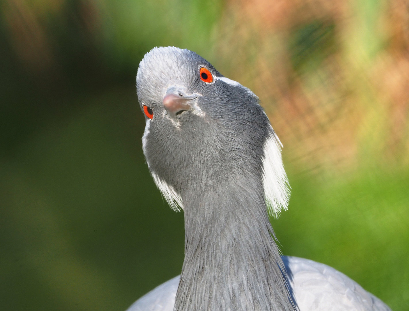 Demoiselle crane (Anthropoides virgo), 2022-02-12