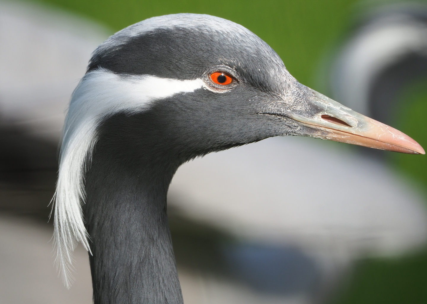 Demoiselle crane (Anthropoides virgo), 2022-04-12
