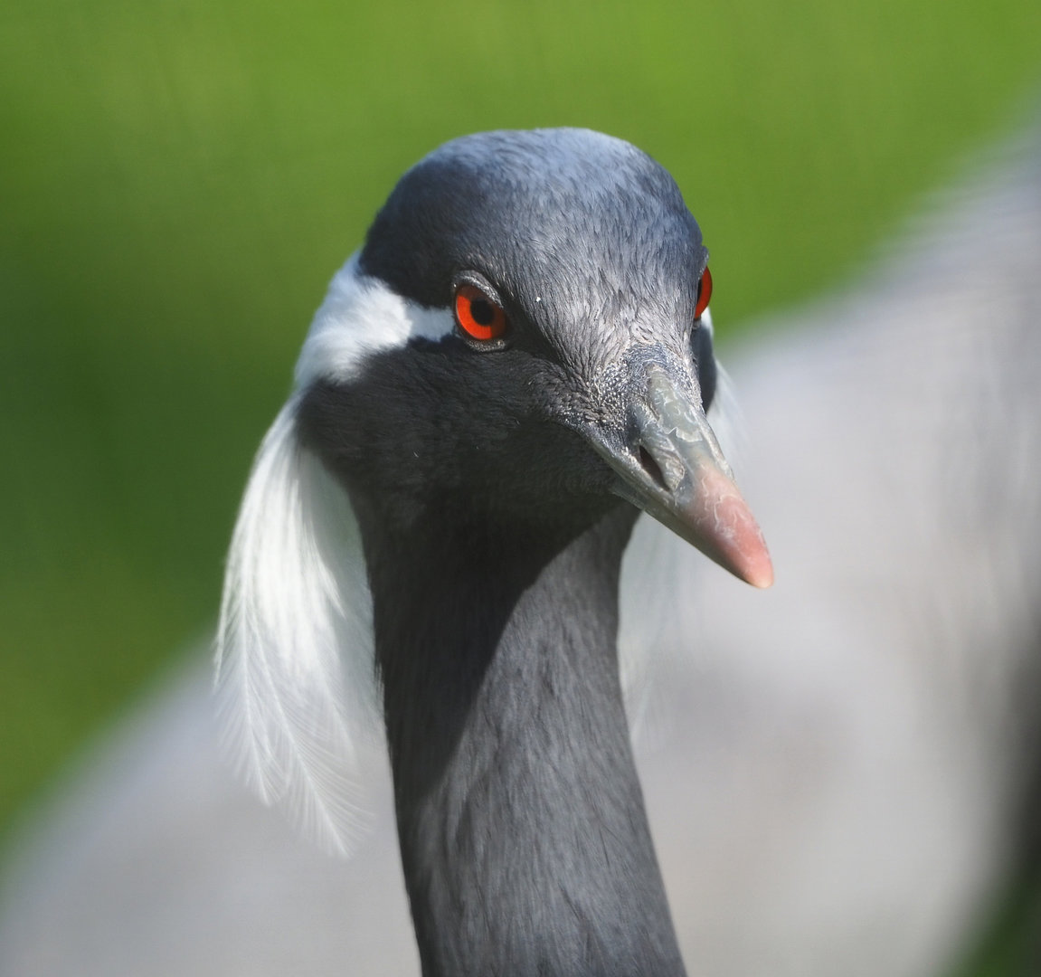 Demoiselle crane (Anthropoides virgo), 2022-04-12