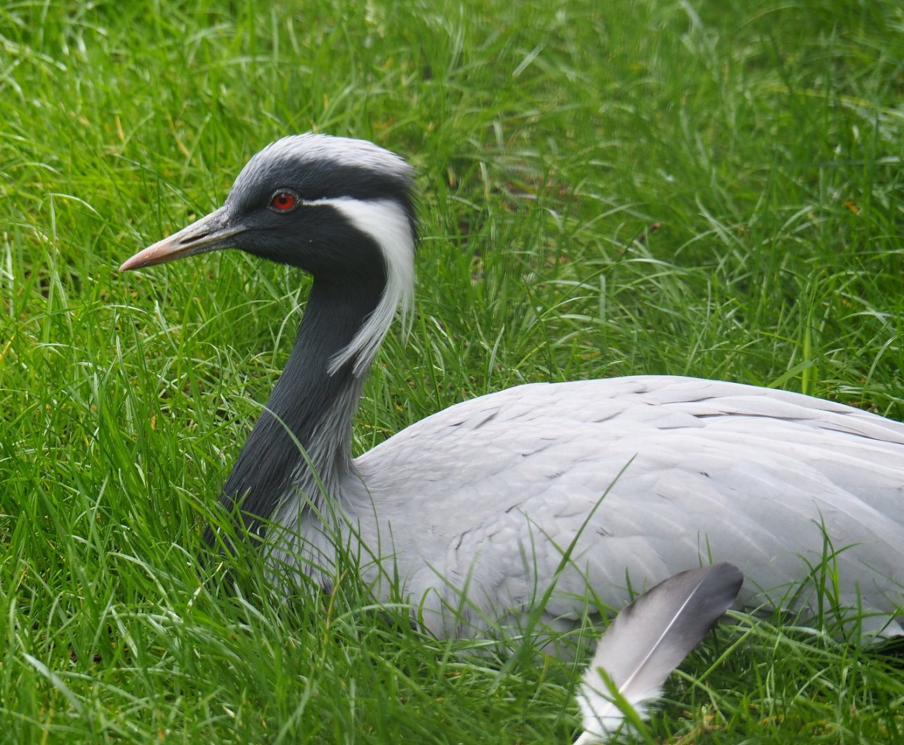 Demoiselle crane (Anthropoides virgo), 2022-05-17