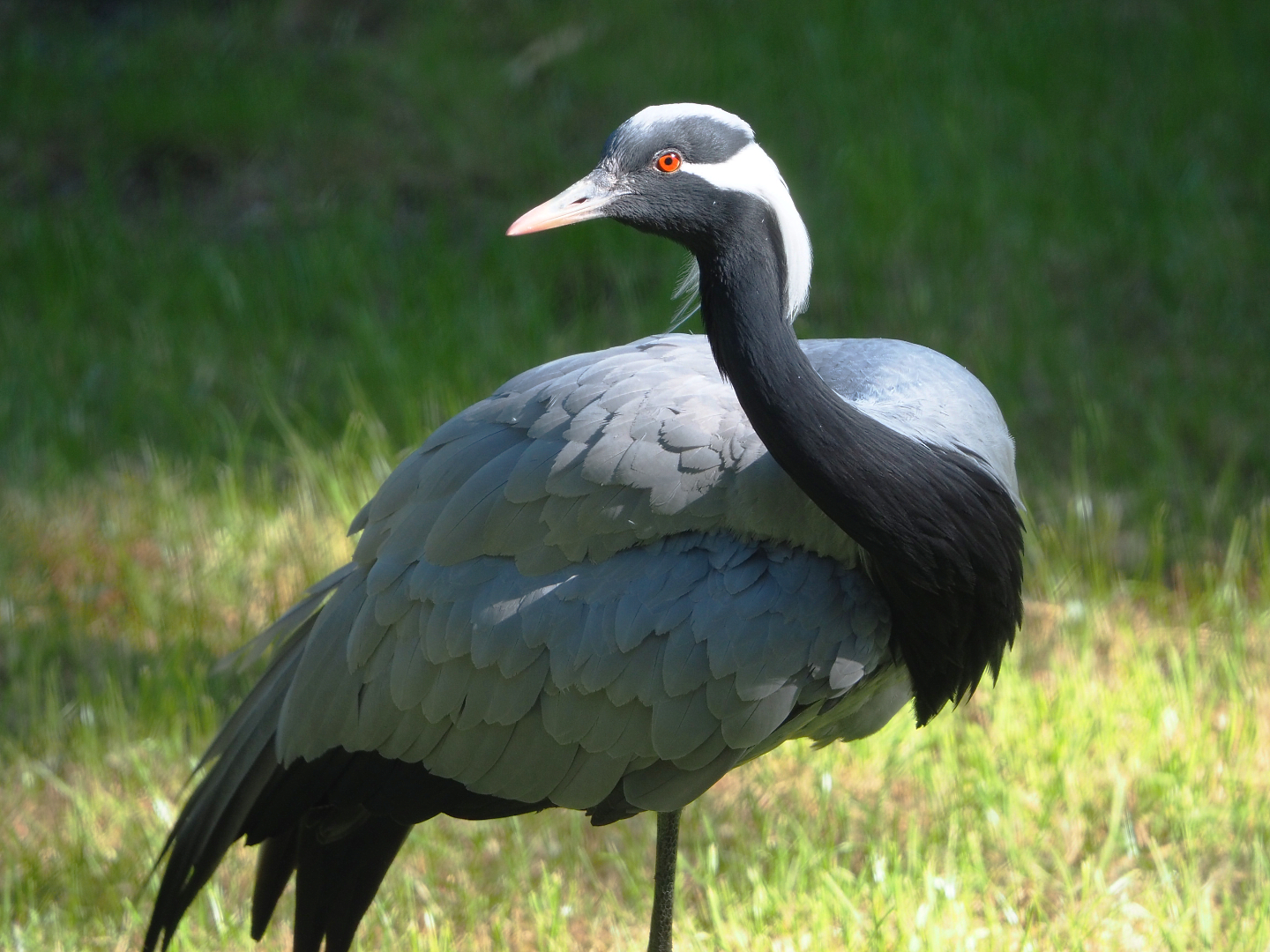 Demoiselle crane (Anthropoides virgo), 2022-06-15