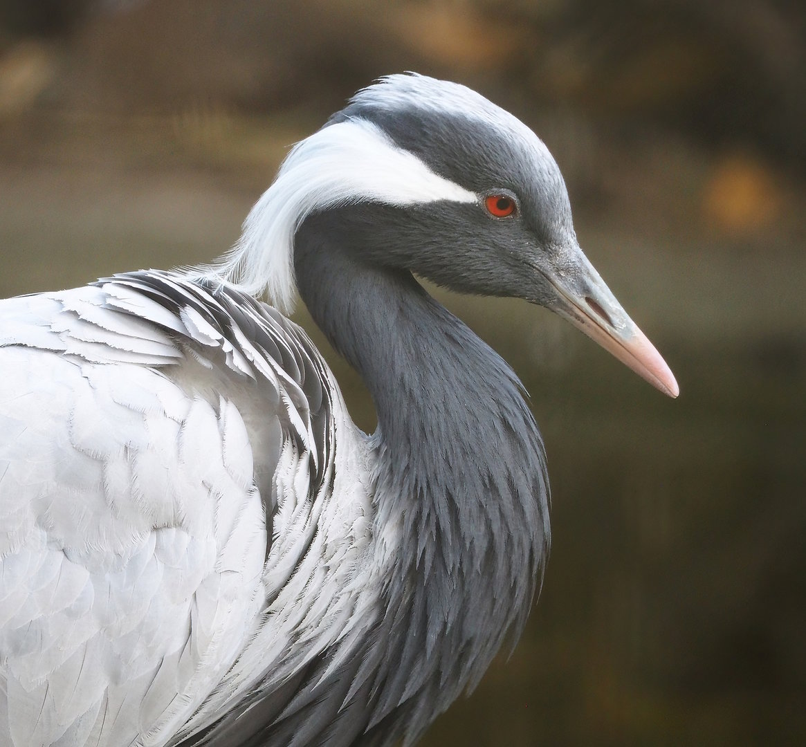 Demoiselle crane (Anthropoides virgo), 2022-07-16