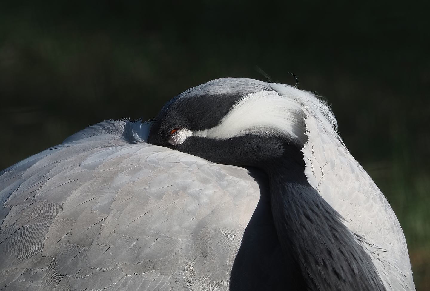 Demoiselle crane (Anthropoides virgo), 2022-08-07