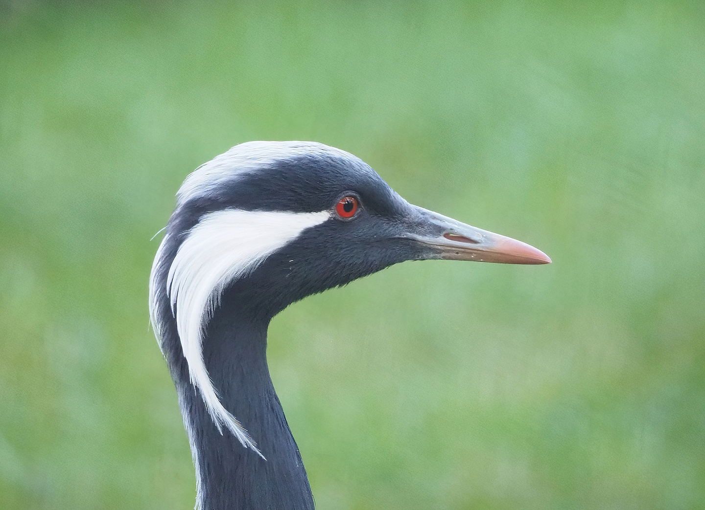 Demoiselle crane (Anthropoides virgo), 2022-11-12
