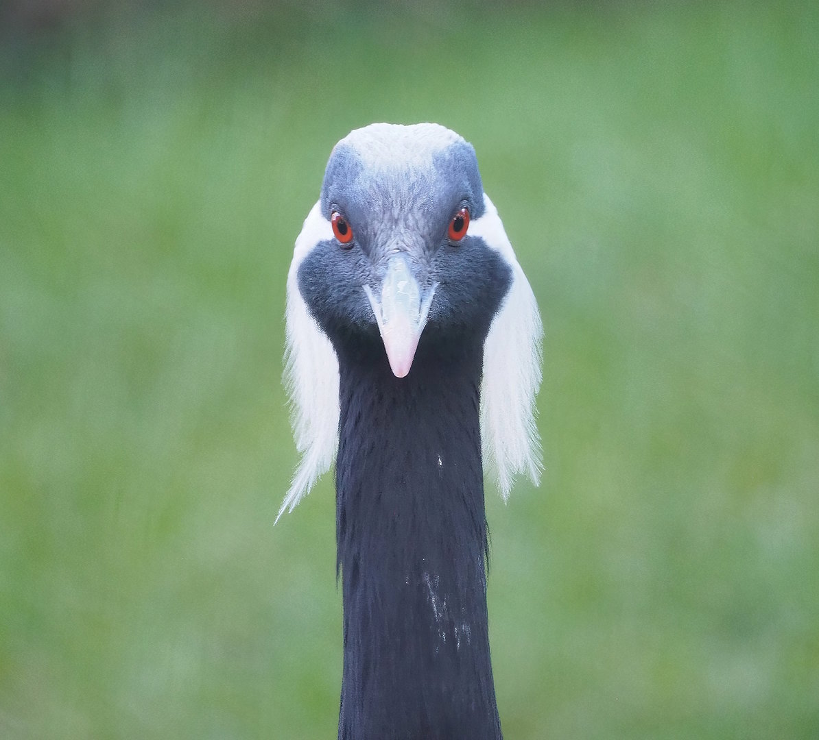 Demoiselle crane (Anthropoides virgo), 2022-11-12