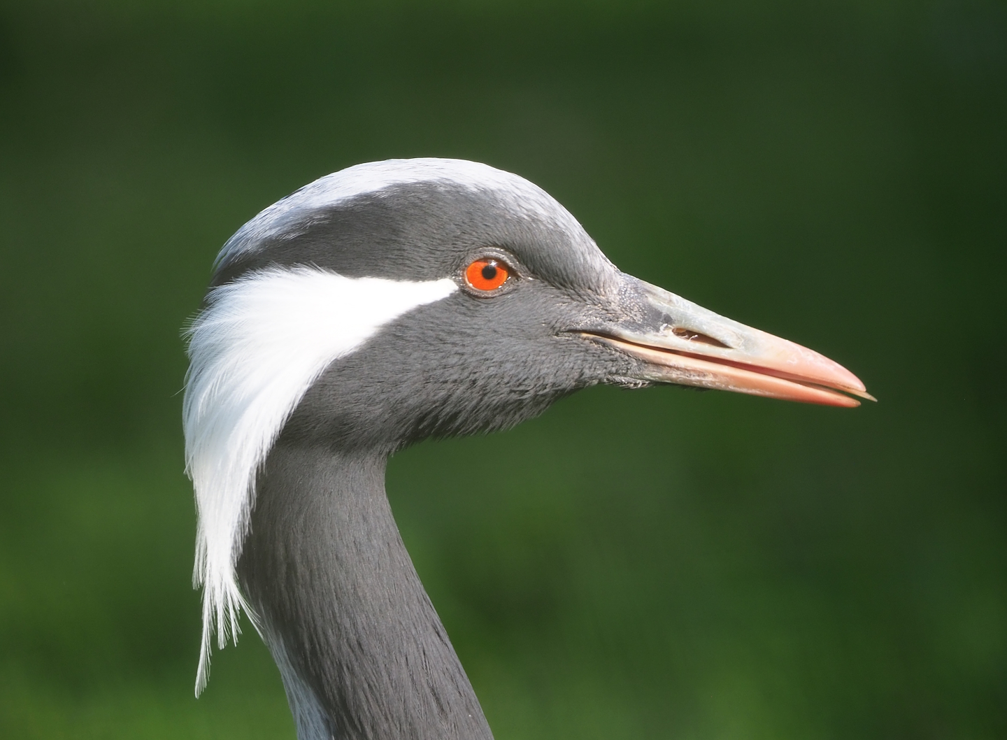 Demoiselle crane (Anthropoides virgo), 2023-04-18