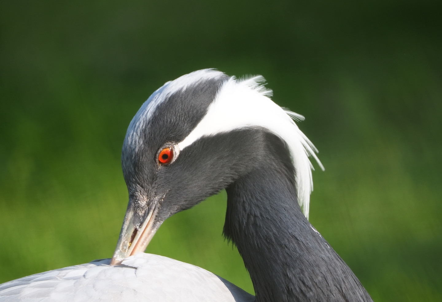 Demoiselle crane (Anthropoides virgo), 2023-04-18