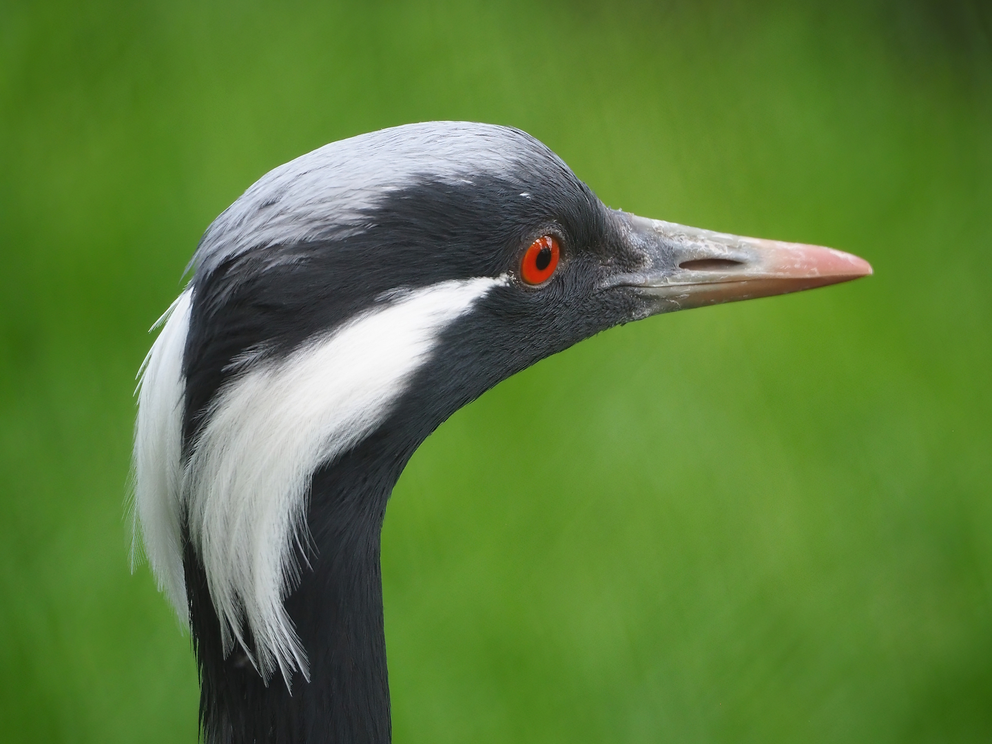 Demoiselle crane (Anthropoides virgo), 2023-05-13