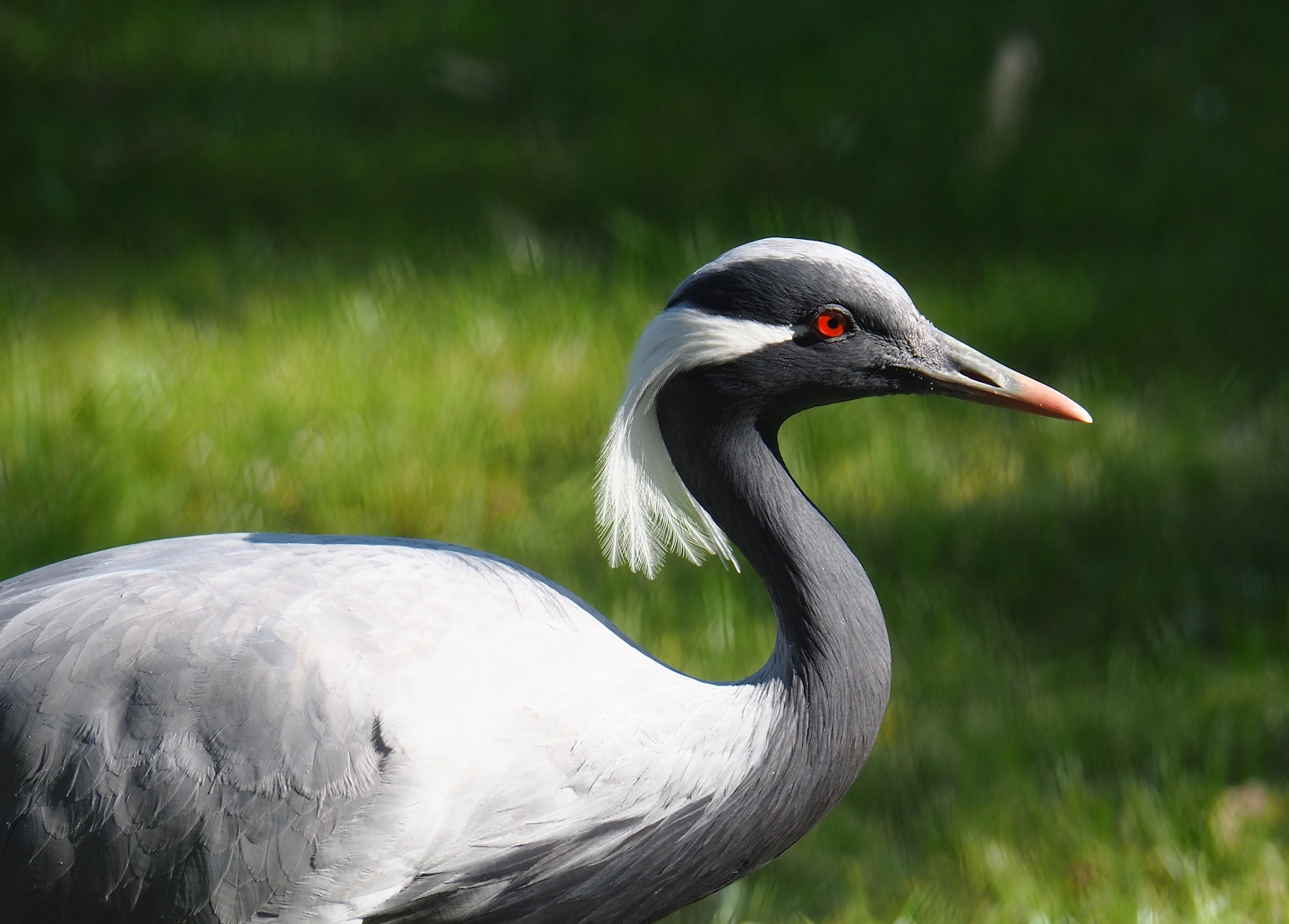 Demoiselle crane (Anthropoides virgo), 2023-07-08