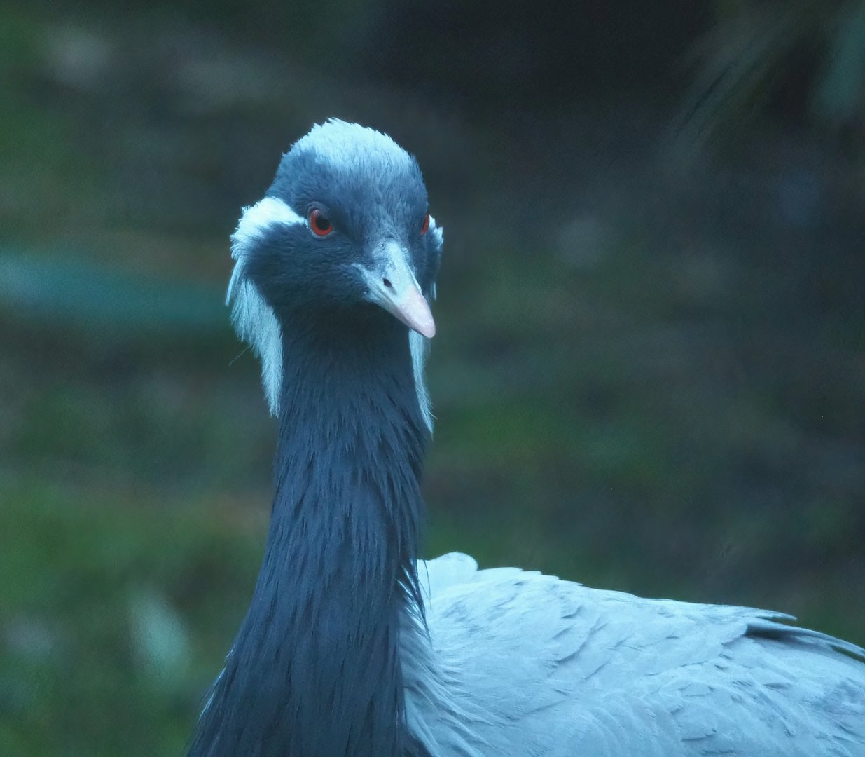 Demoiselle crane (Anthropoides virgo), 2024-01-01