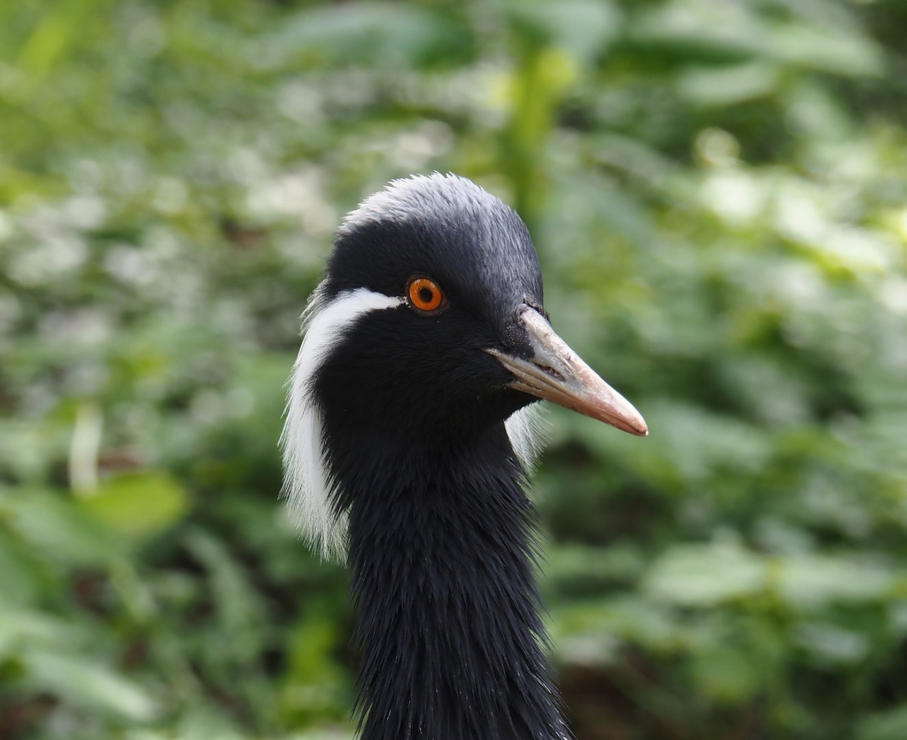 Demoiselle crane (Anthropoides virgo), 2024-05-24