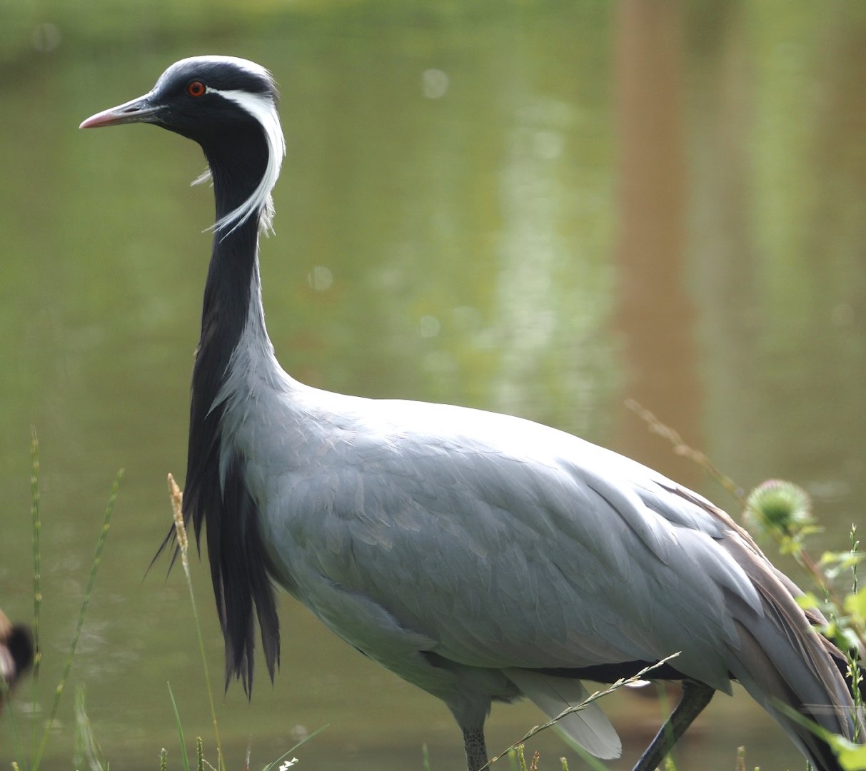 Demoiselle crane (Anthropoides virgo), 2024-08-21
