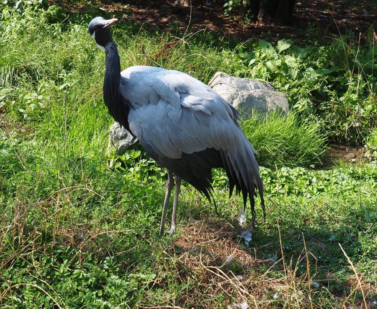 Demoiselle crane (Anthropoides virgo), Aug 28th, 2018