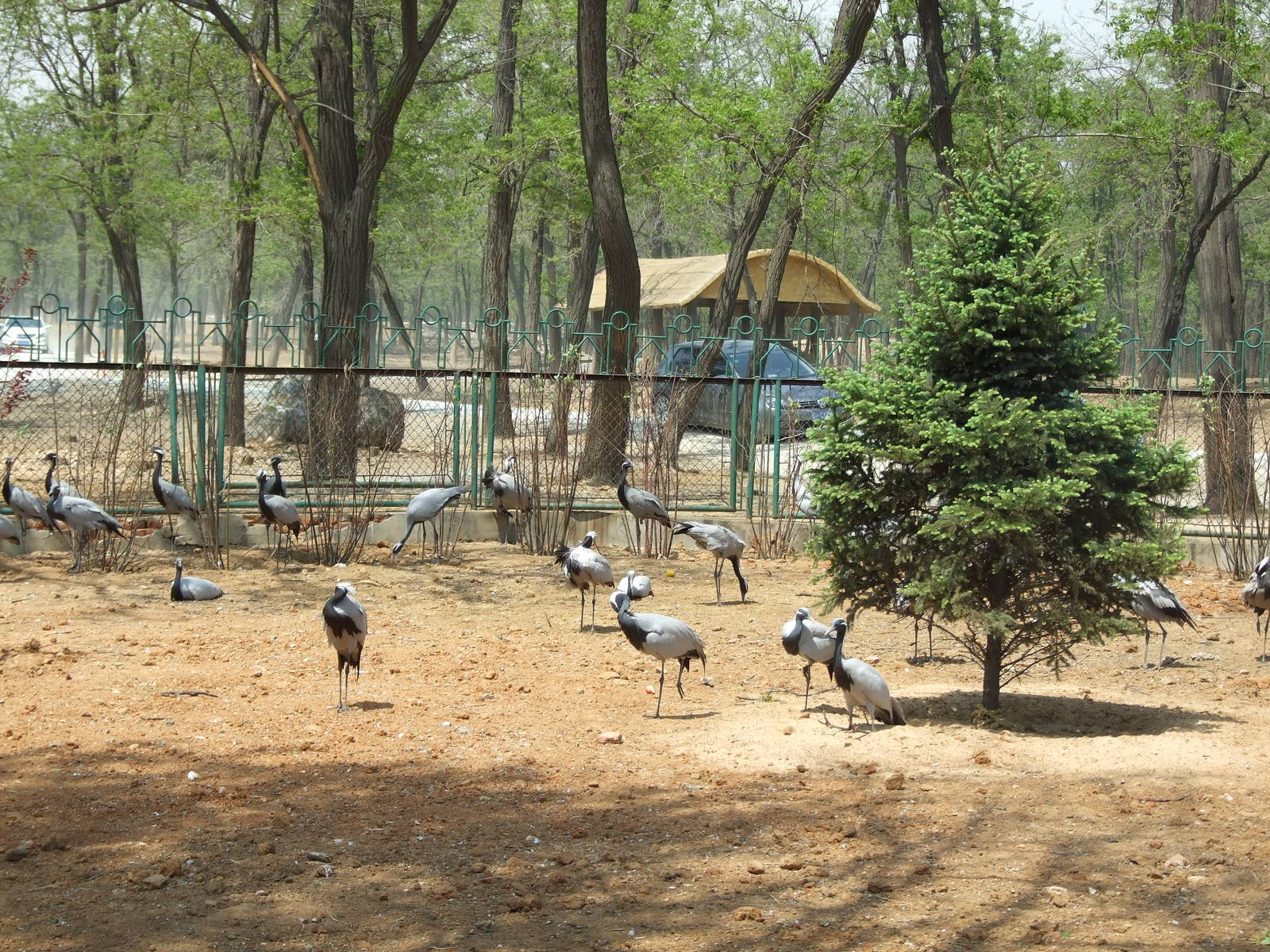 Demoiselle Crane (Anthropoides virgo) exhibit