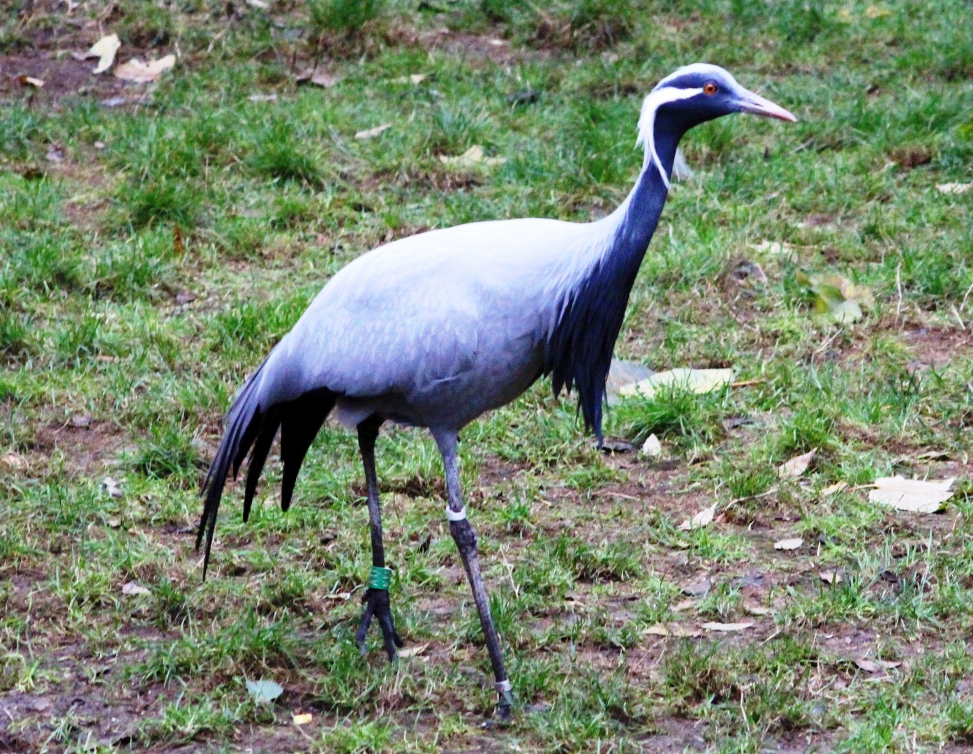 Demoiselle crane (Anthropoides virgo) in Jardin des Plantes; 24th November 2018