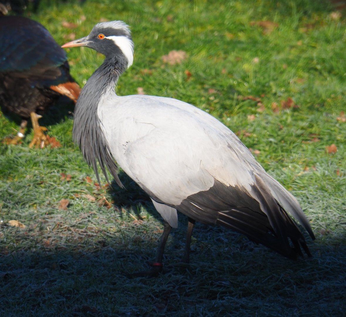 Demoiselle crane (Anthropoides virgo), Jan 20th, 2019