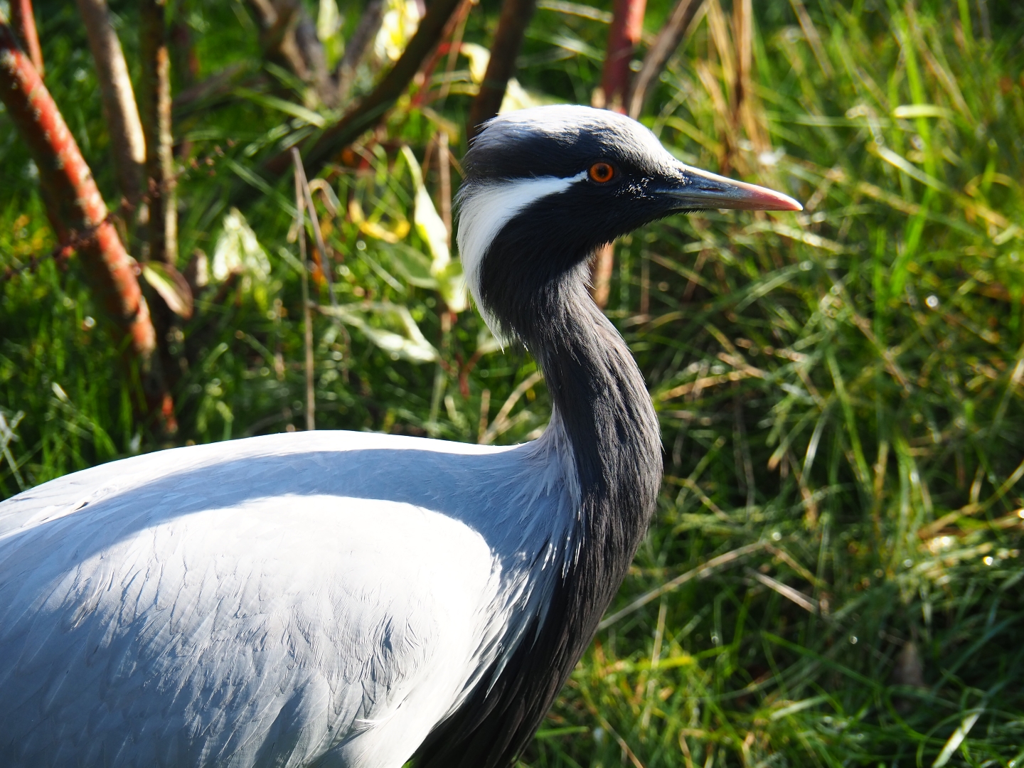 Demoiselle crane (Anthropoides virgo), Oct 13th, 2018