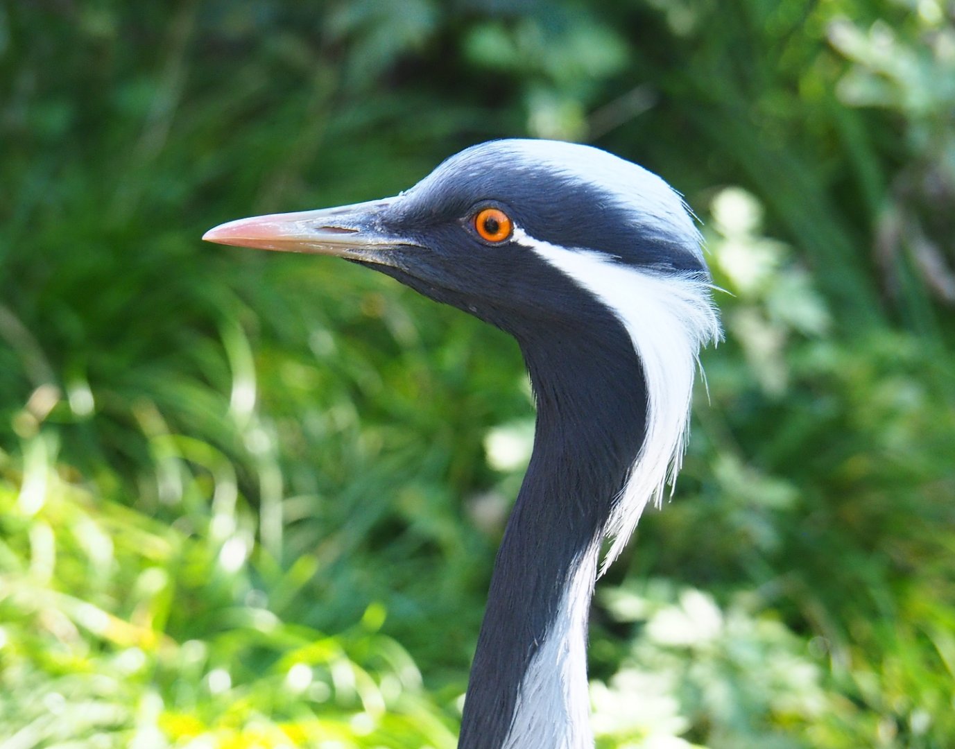 Demoiselle crane (Anthropoides virgo), Oct 13th, 2018