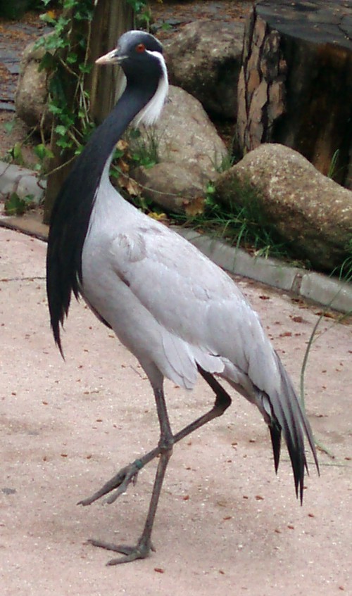 Demoiselle Crane (Anthropoides virgo)