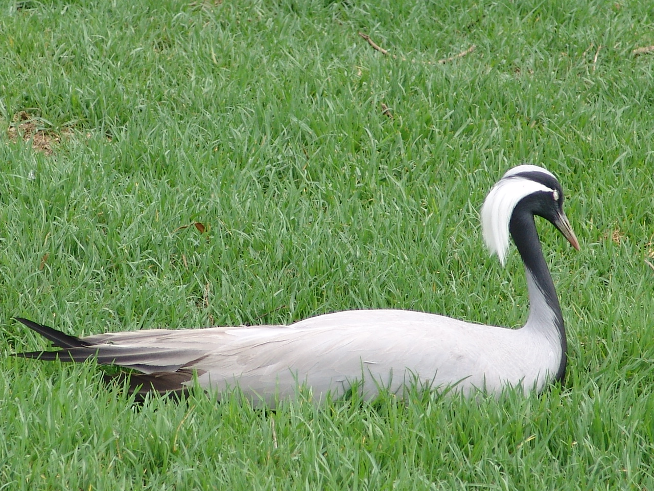 Demoiselle Crane (Anthropoides virgo)