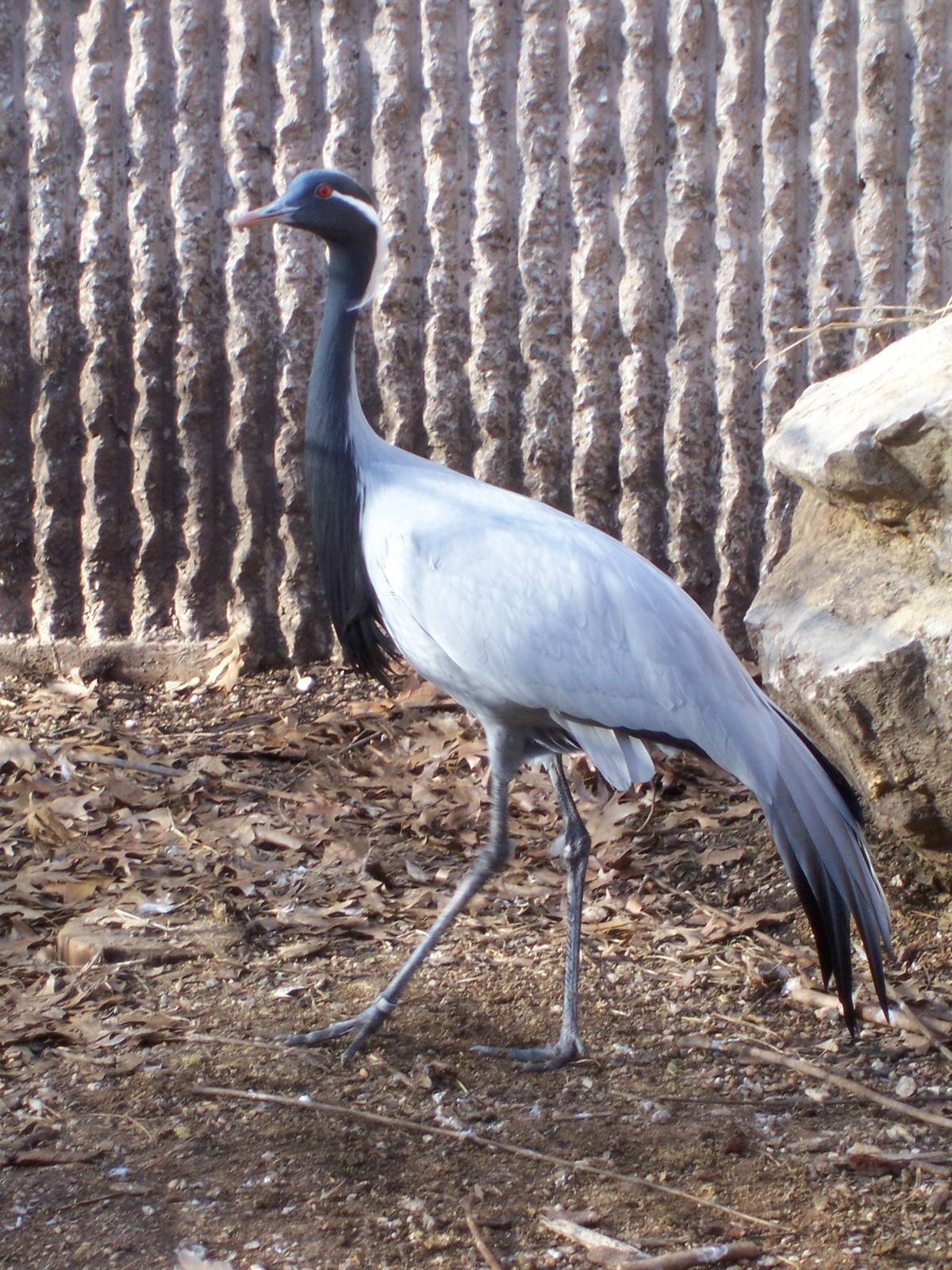 Demoiselle Crane (Anthropoides virgo)