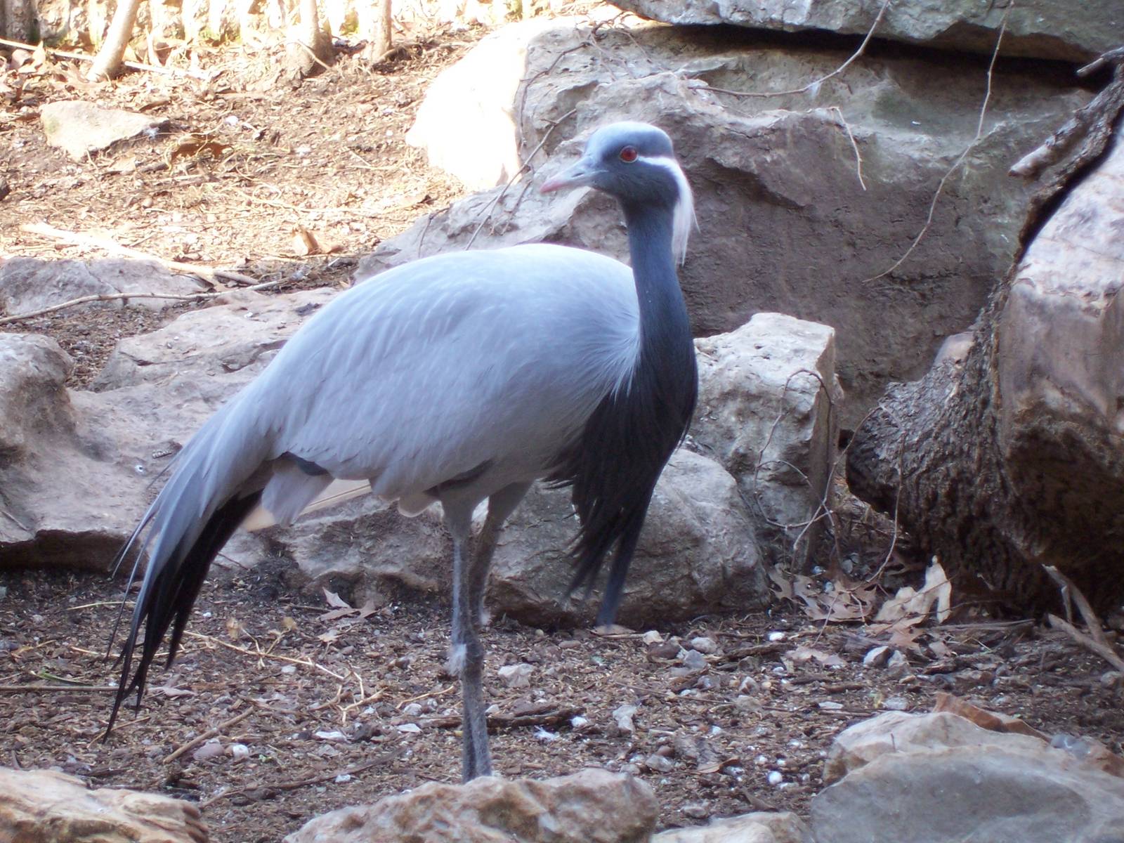 Demoiselle Crane (Anthropoides virgo)