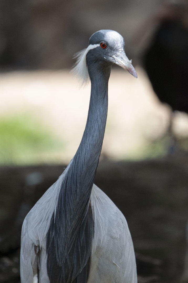 Demoiselle crane (Anthropoides virgo)