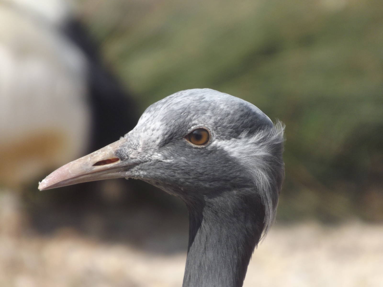 Demoiselle Crane at Blackpool Zoo 25/03/12