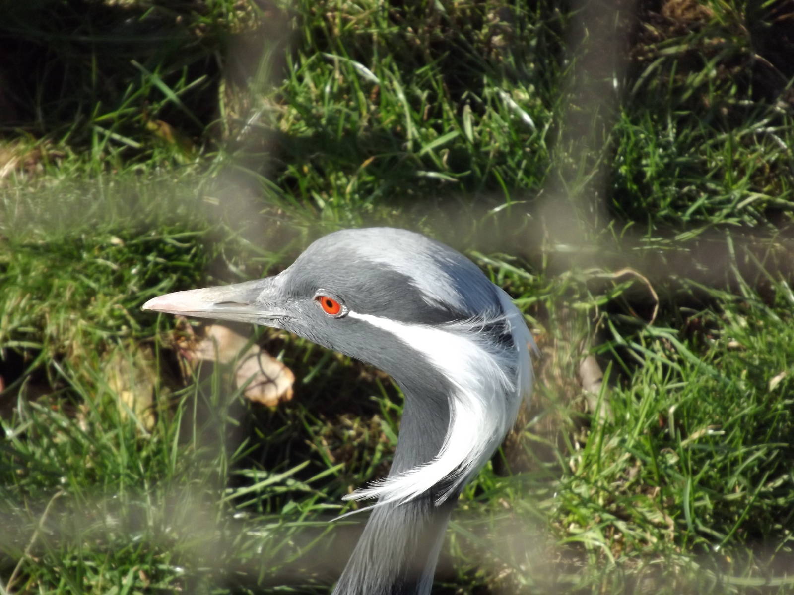 Demoiselle Crane at Flamingoland 19/02/12
