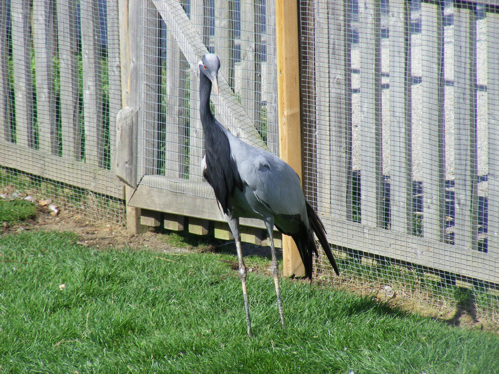 Demoiselle crane at Tropical Wings, 13 September 2011