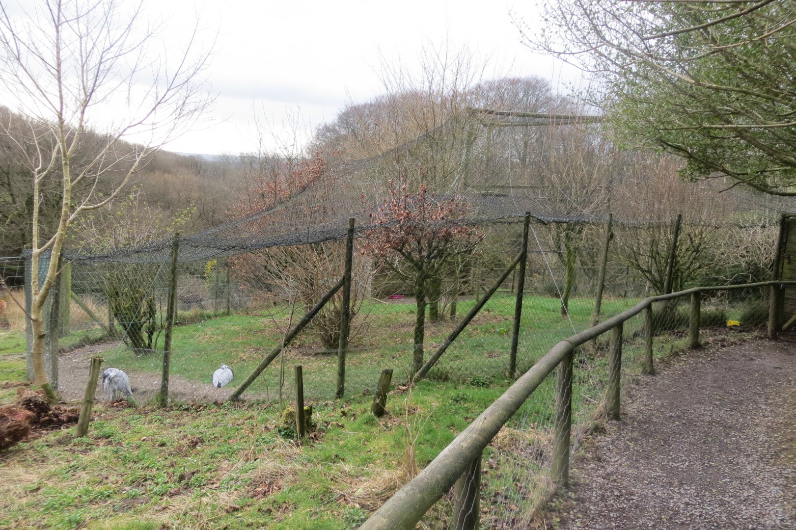 Demoiselle crane aviary 040319