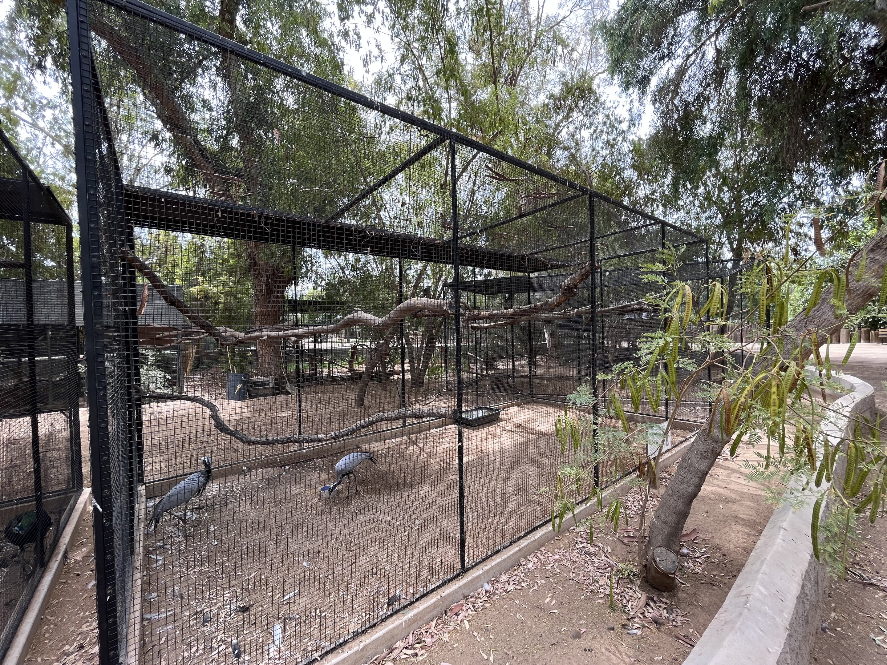 Demoiselle Crane Aviary