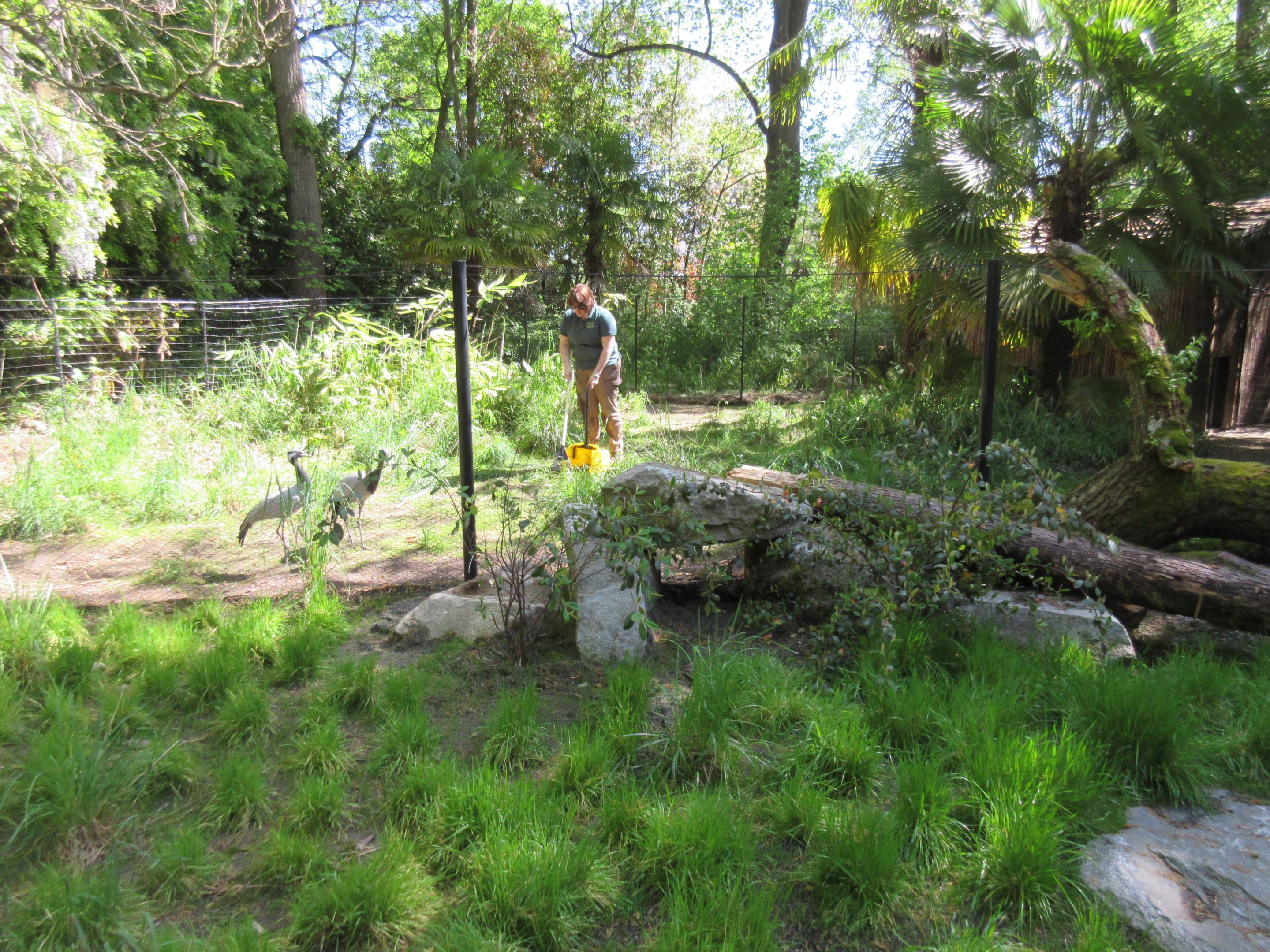 Demoiselle Crane/Bar-Headed Goose + Asian Brown Tortoise Exhibits (New in 2018)